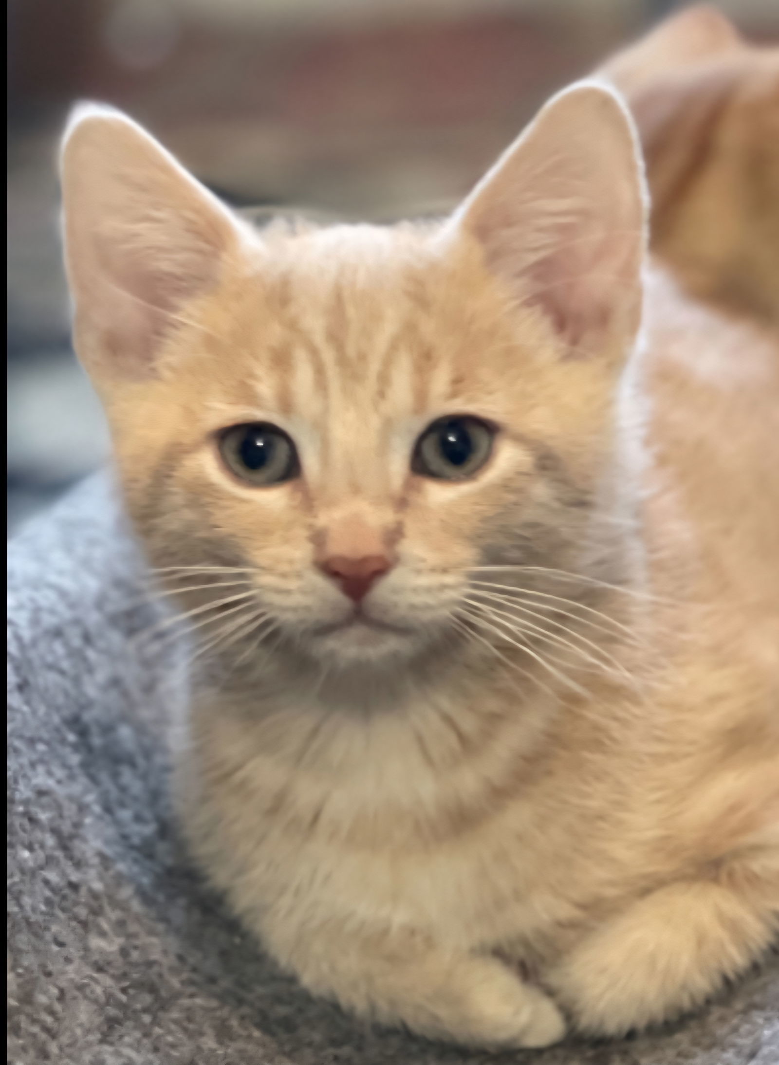 Simba