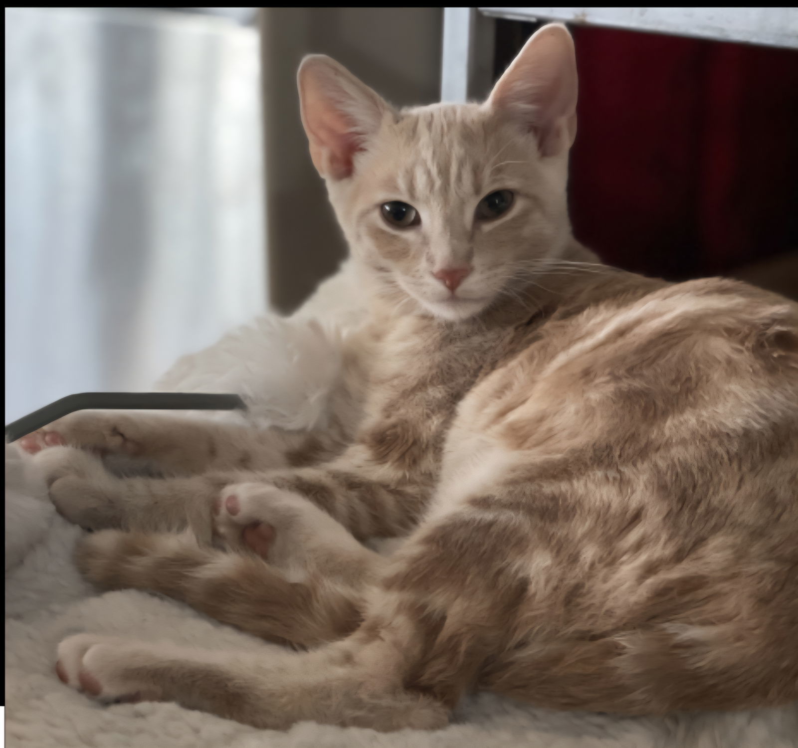 Simba