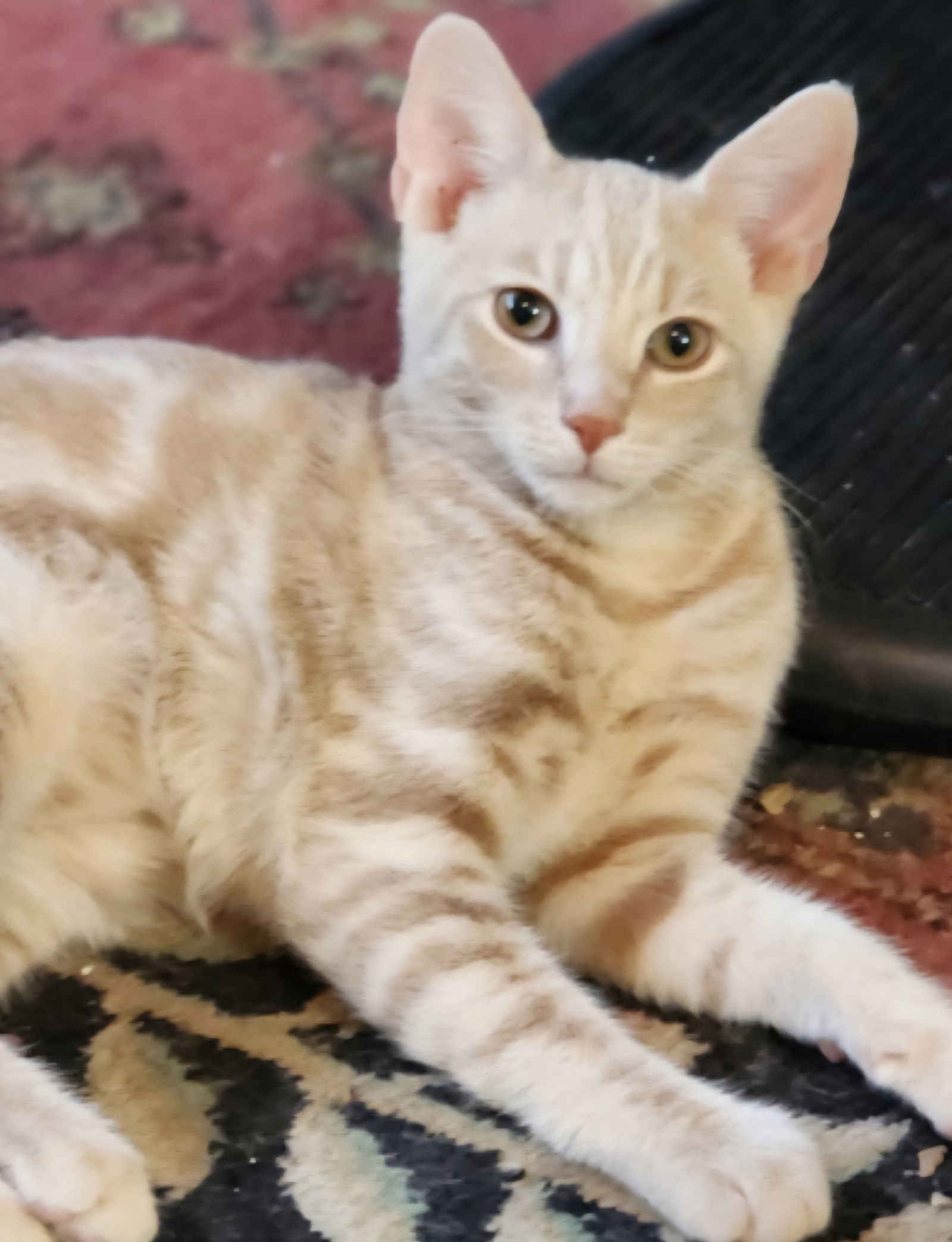 Simba