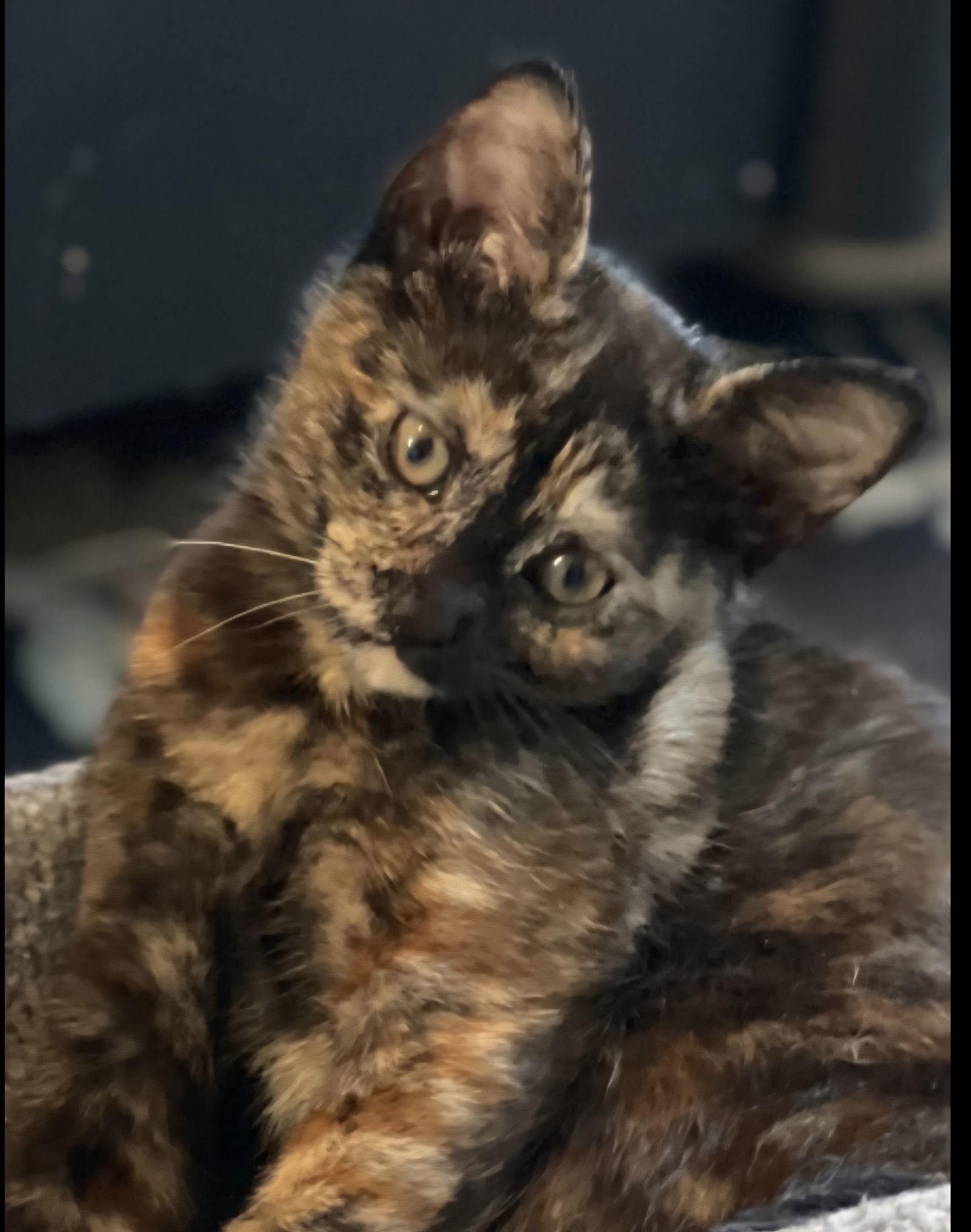Koko