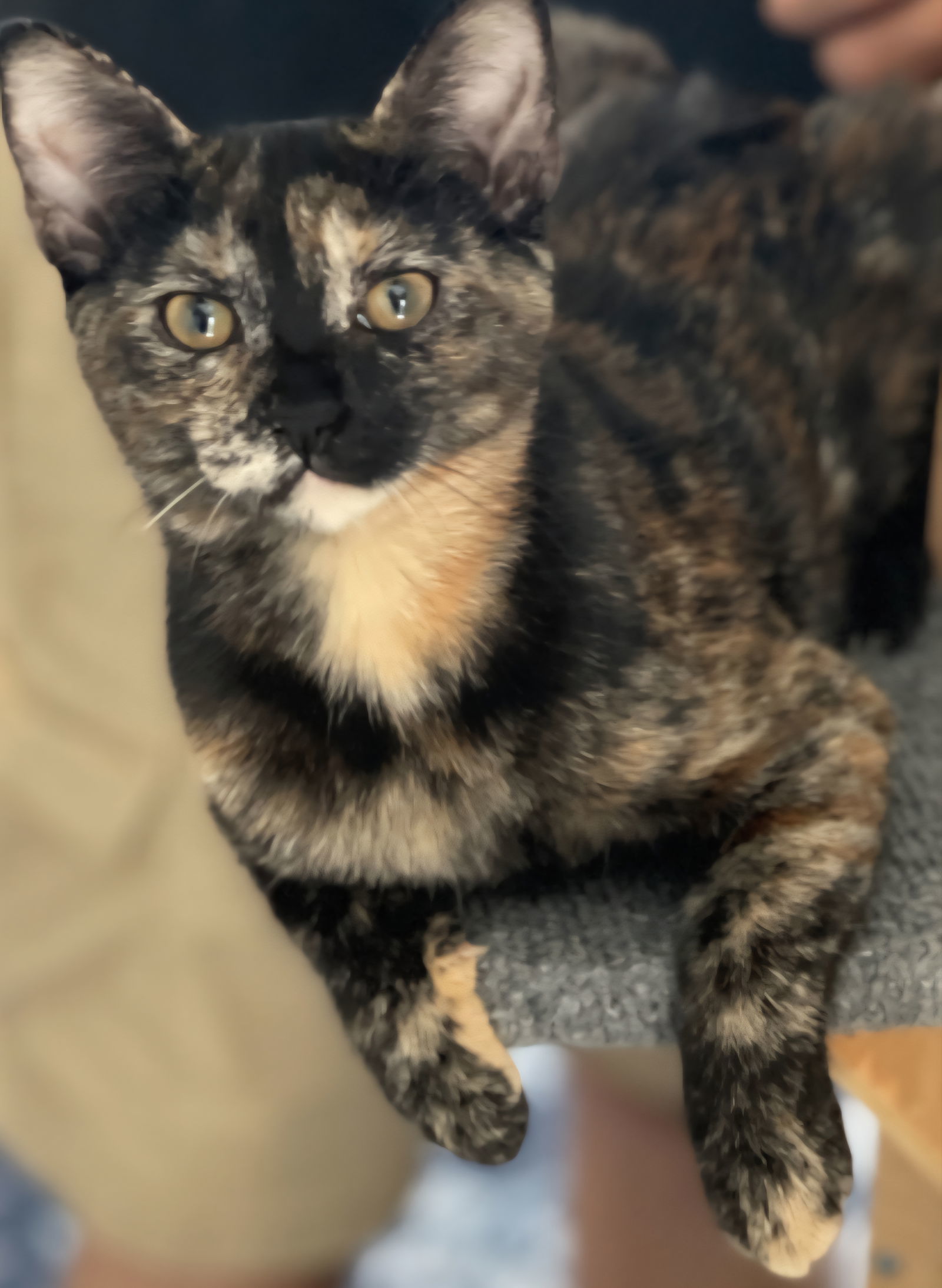 Koko