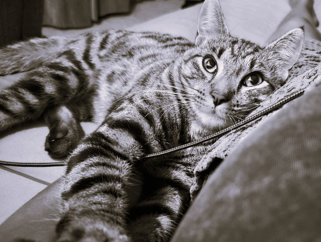 Chester