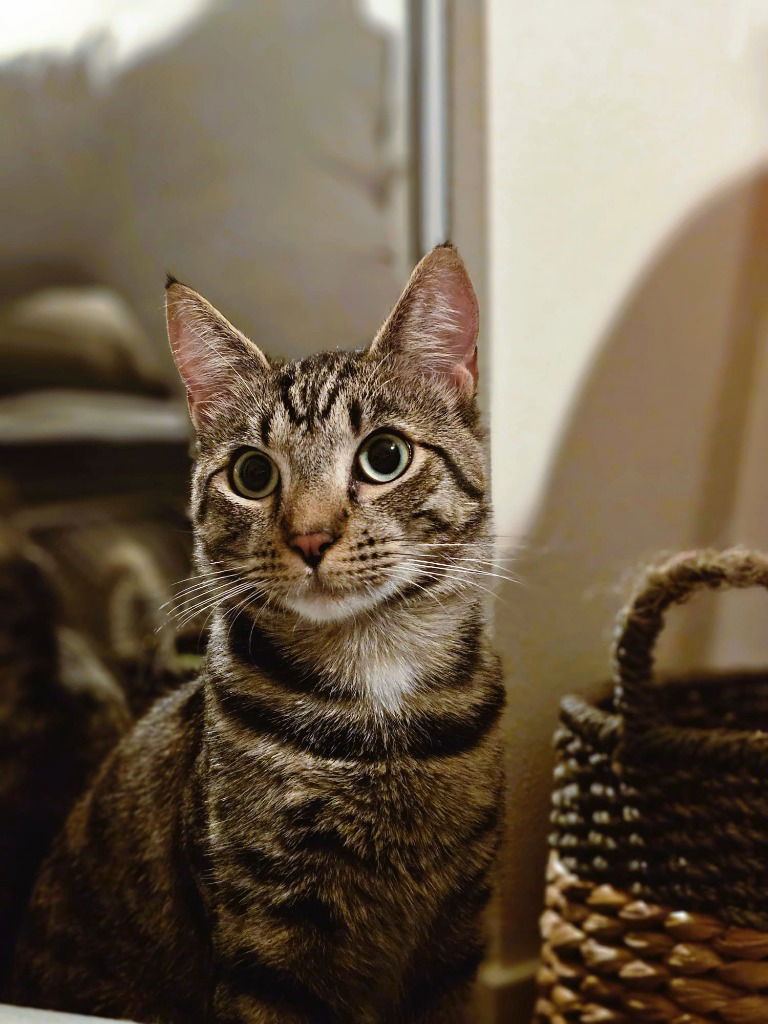 Chester