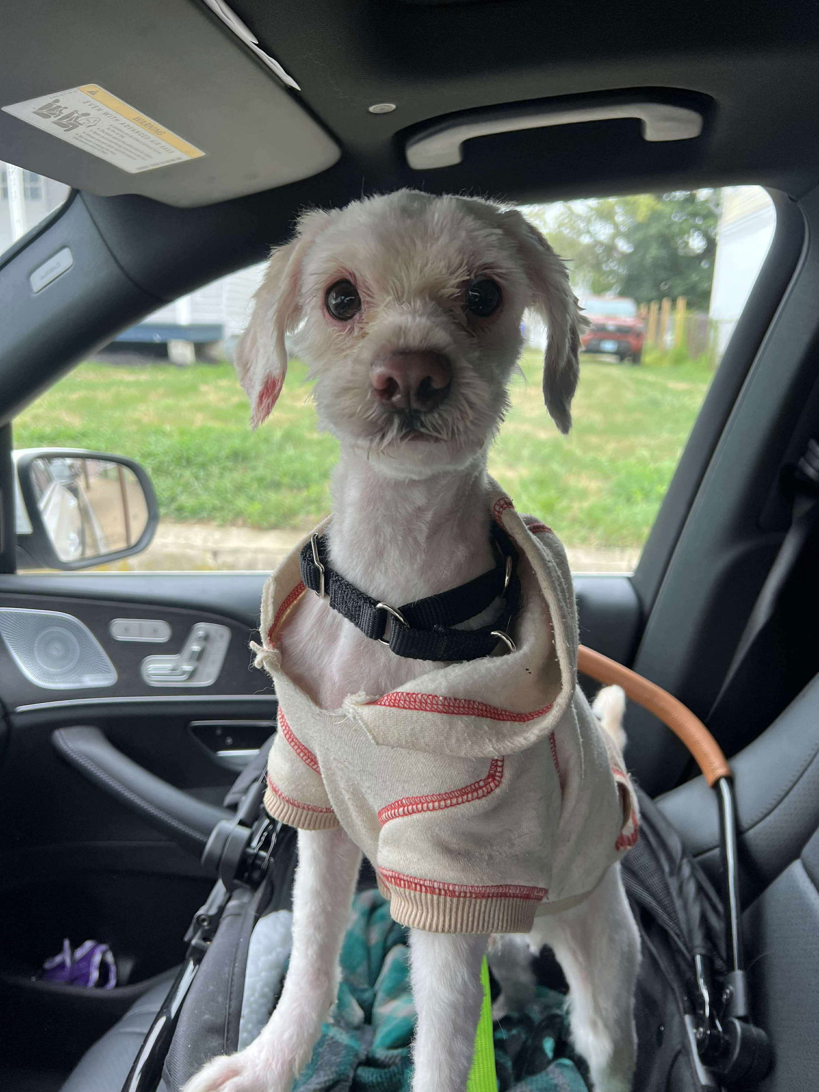 Milo II OS Reia, an adoptable Havanese in Saunderstown, RI, 02874 | Photo Image 1