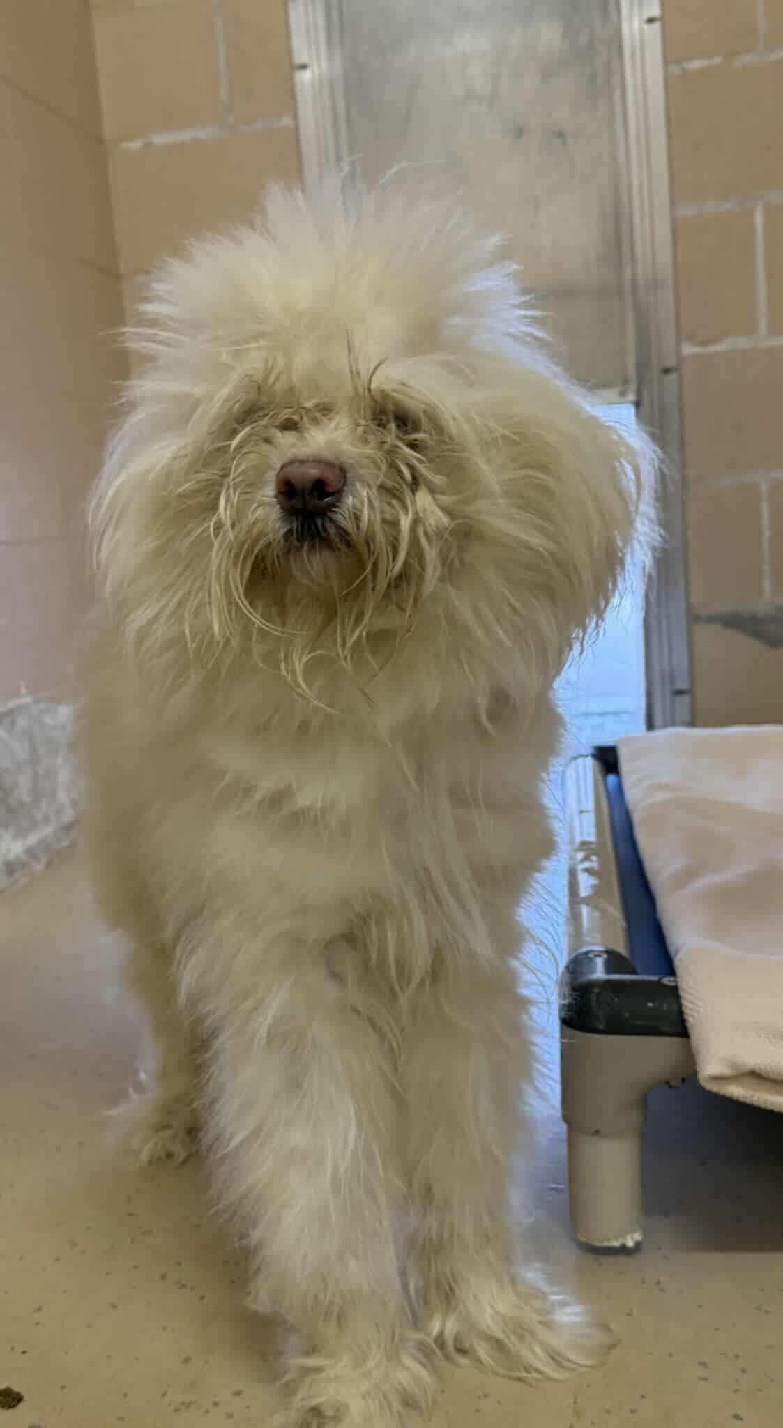 Milo II OS Reia, an adoptable Havanese in Saunderstown, RI, 02874 | Photo Image 2