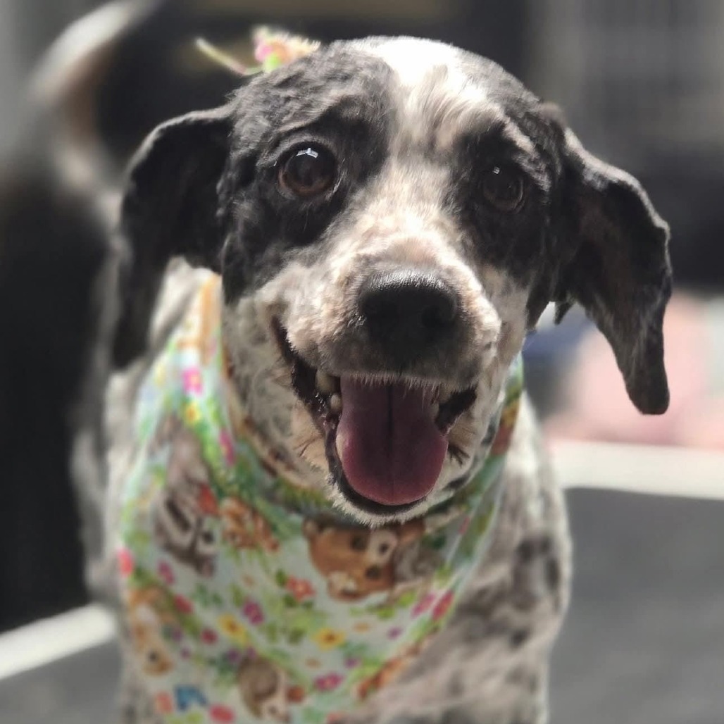 Angus, an adoptable Havanese in Martinsburg, WV, 25404 | Photo Image 1