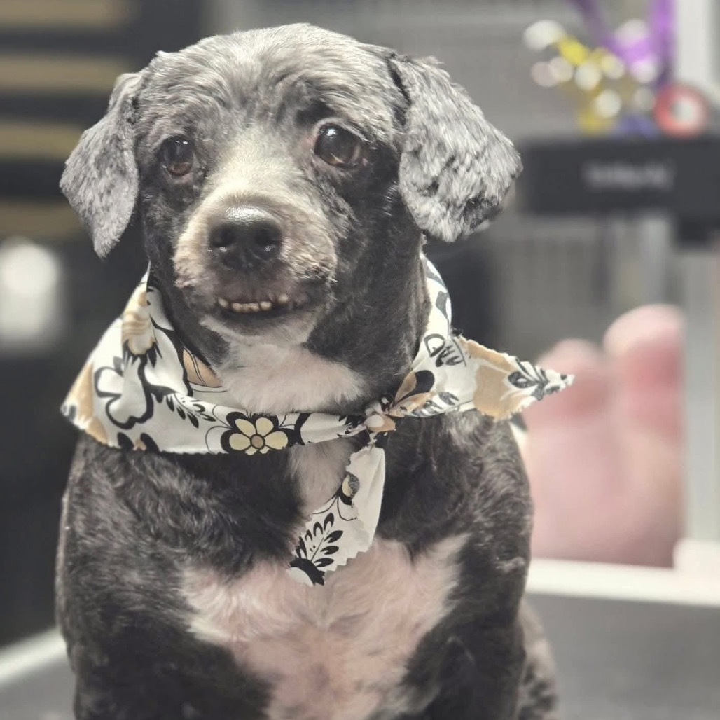Sylvester, an adoptable Havanese in Martinsburg, WV, 25404 | Photo Image 1