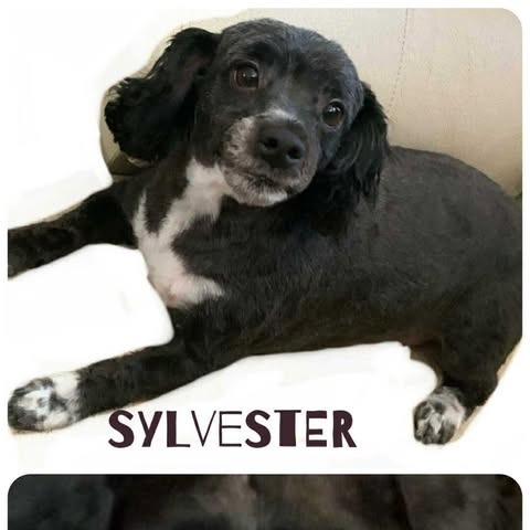 Slyvester thumbnail 2