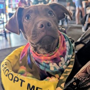 住まい+暮らし+子育て Labrador Retriever - Labrador Retriever Dog for adoption - Alice $475, a Labrador Retriever Mix in