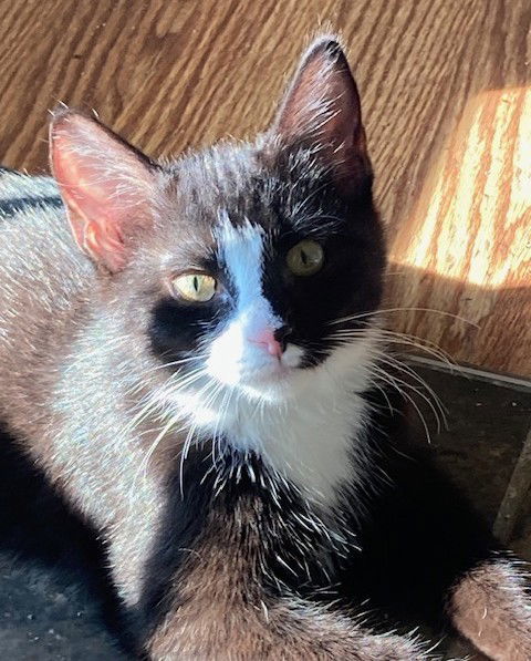 Edison