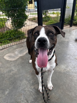 Tunda, an adoptable Catahoula Leopard Dog, Mixed Breed in Honolulu, HI, 96826 | Photo Image 1