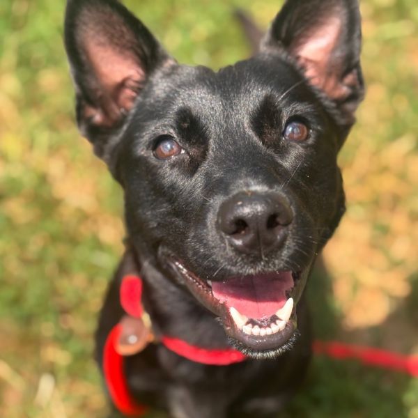 Toothless