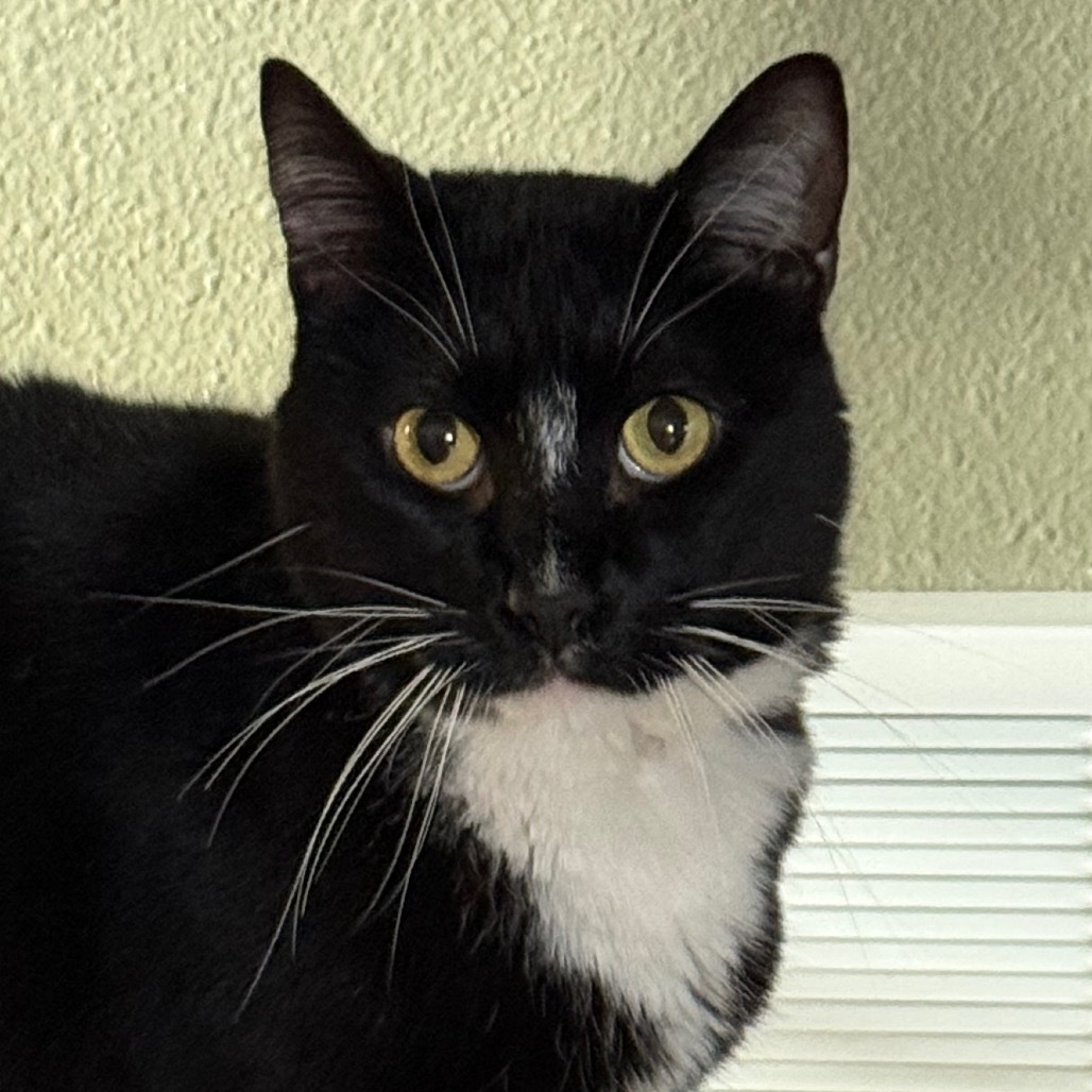 Butler, an adoptable Domestic Short Hair in Bismarck, ND, 58507 | Photo Image 1