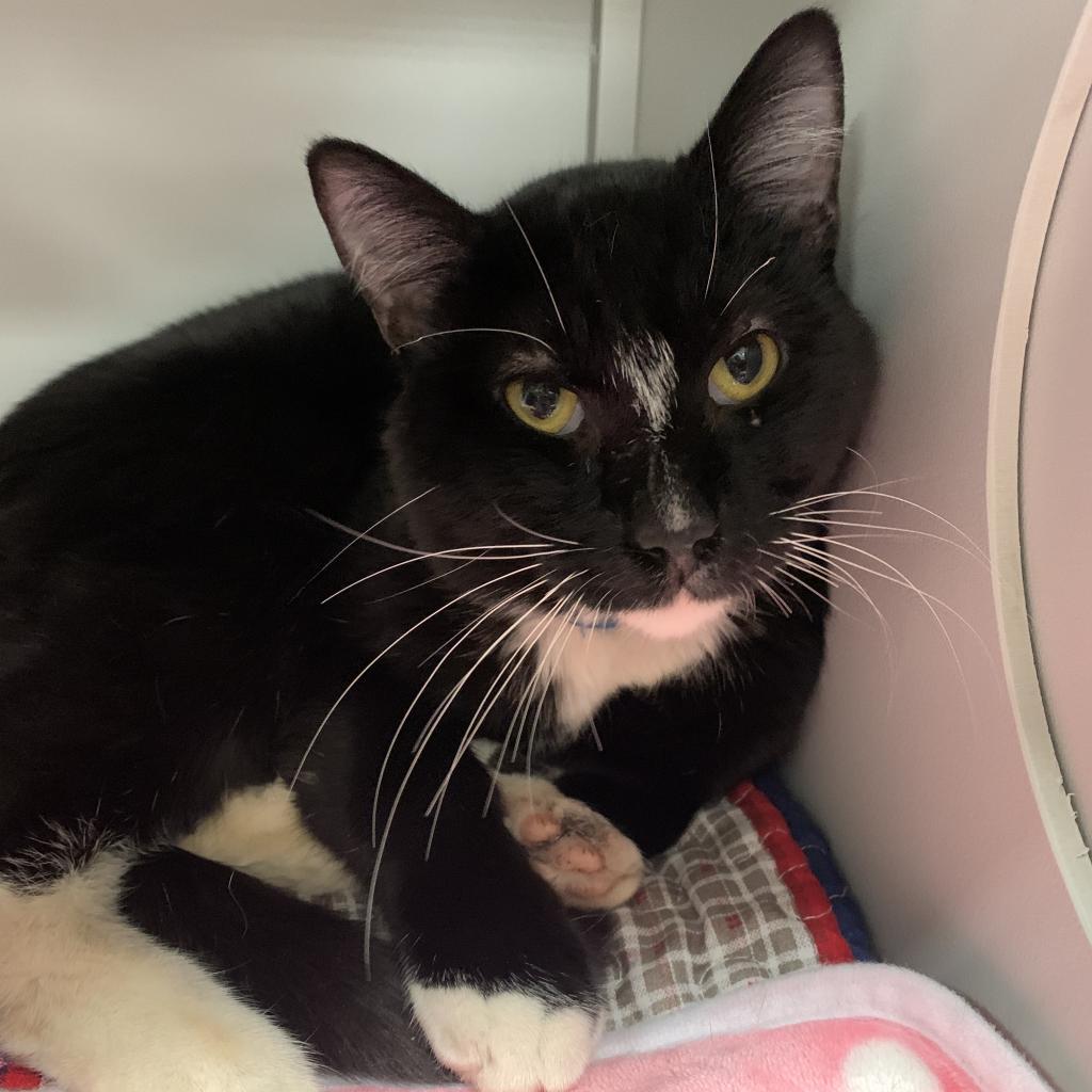 Butler, an adoptable Domestic Short Hair in Bismarck, ND, 58507 | Photo Image 2