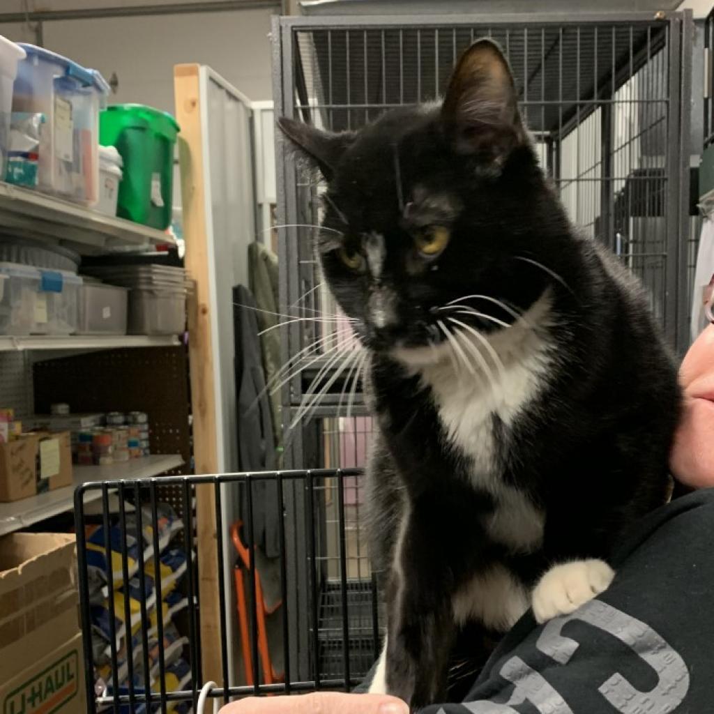 Butler, an adoptable Domestic Short Hair in Bismarck, ND, 58507 | Photo Image 4