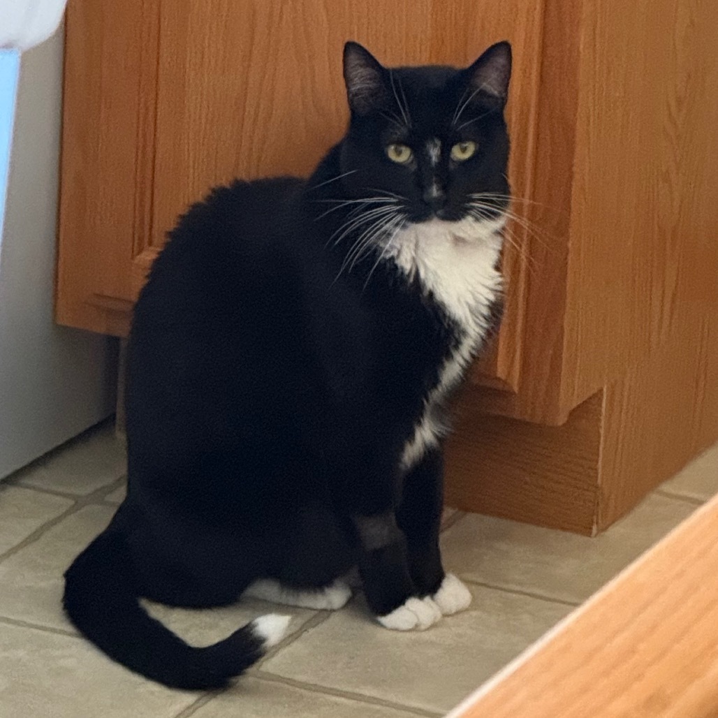 Butler, an adoptable Domestic Short Hair in Bismarck, ND, 58507 | Photo Image 5
