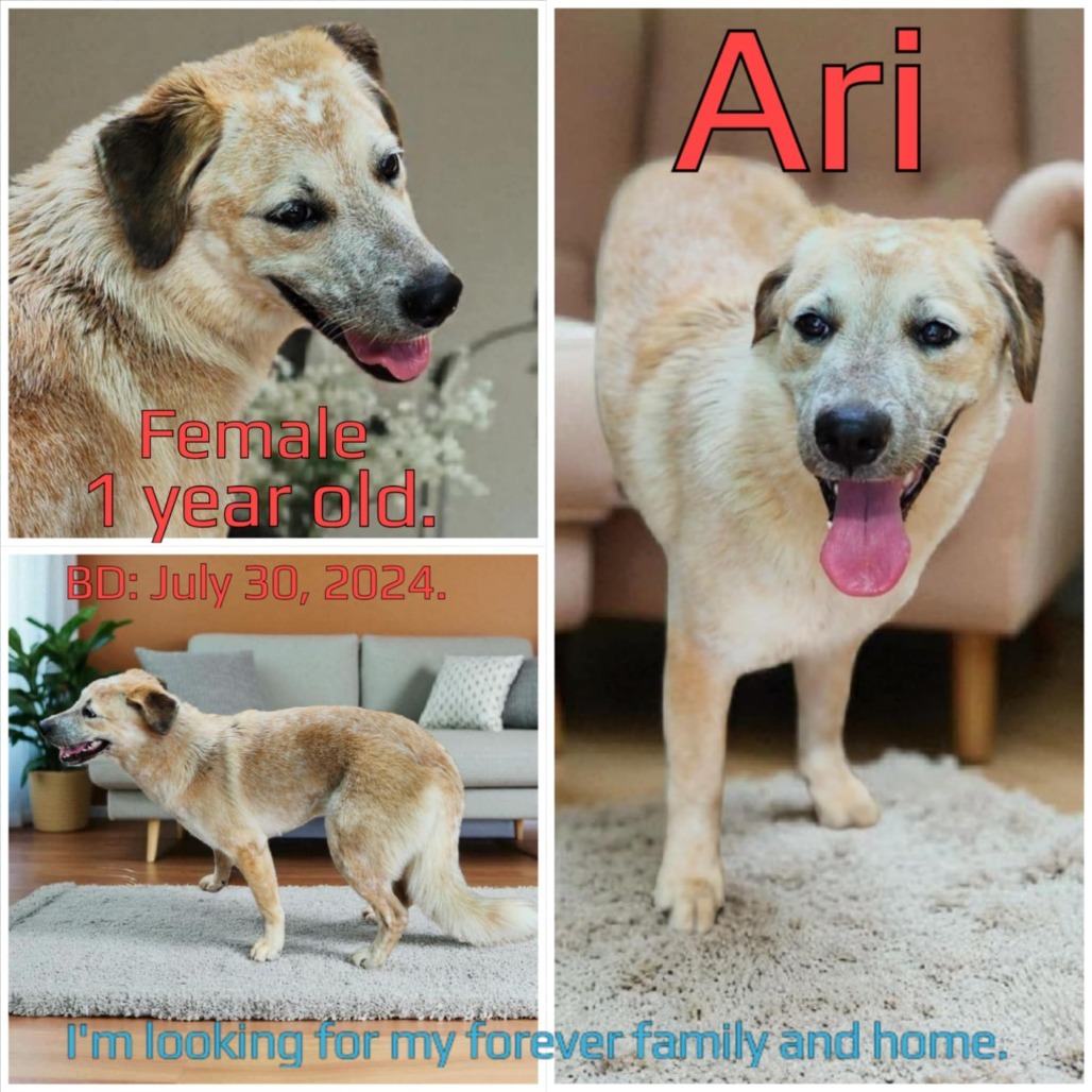 Ari