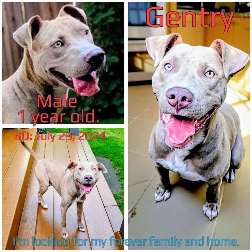 Gentry