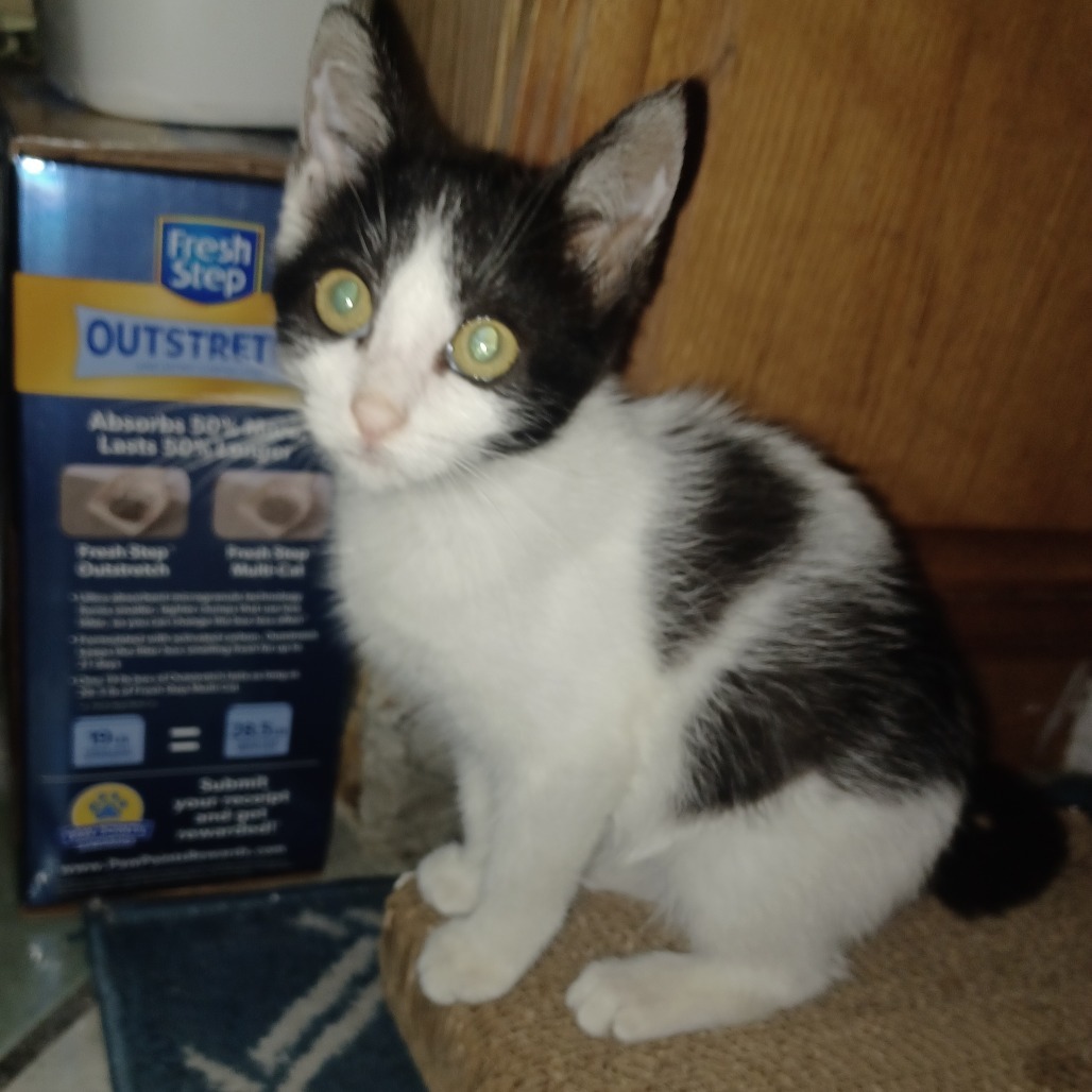 Mimi