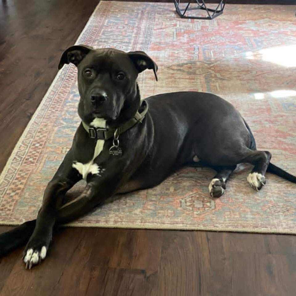 Gus, an adoptable Pit Bull Terrier in Wadena, MN, 56482 | Photo Image 1