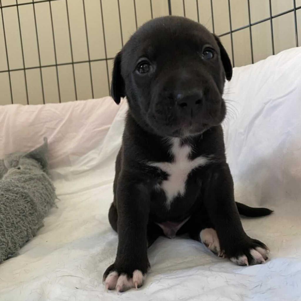 Gus, an adoptable Pit Bull Terrier in Wadena, MN, 56482 | Photo Image 2