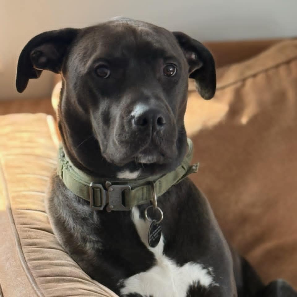 Gus, an adoptable Pit Bull Terrier in Wadena, MN, 56482 | Photo Image 3