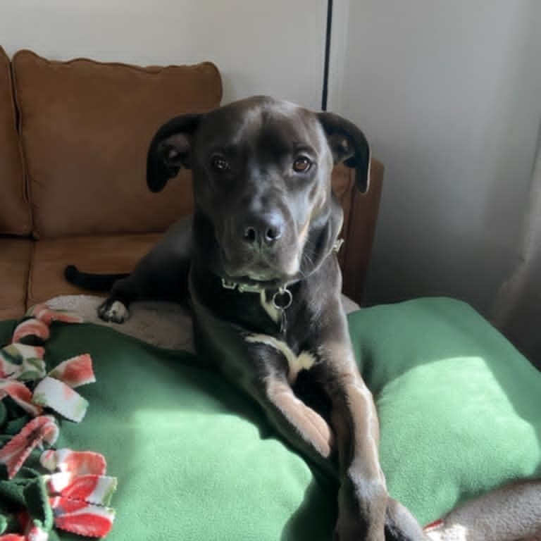 Gus, an adoptable Pit Bull Terrier in Wadena, MN, 56482 | Photo Image 4