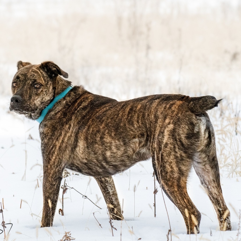 Bahama Buck, an adoptable Plott Hound, Mixed Breed in Wadena, MN, 56482 | Photo Image 1