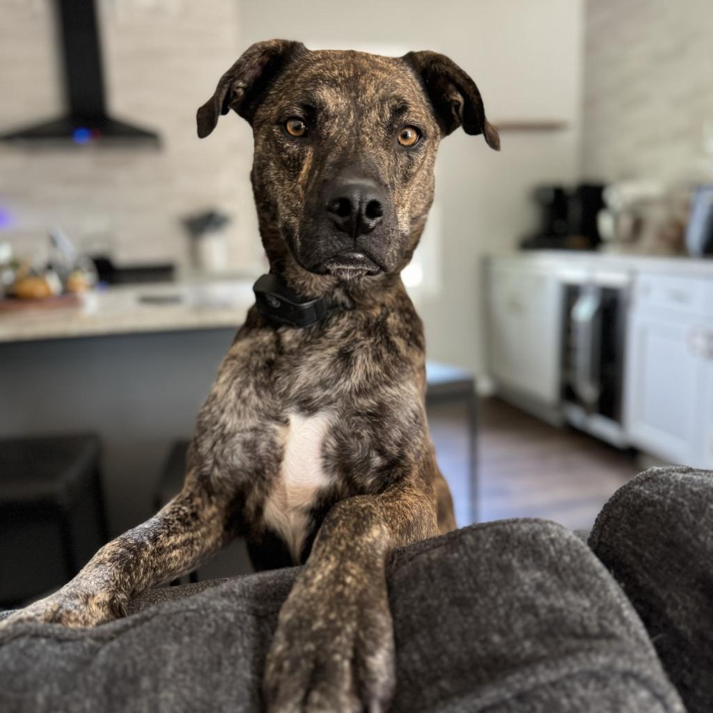 Bahama Buck, an adoptable Plott Hound, Mixed Breed in Wadena, MN, 56482 | Photo Image 2