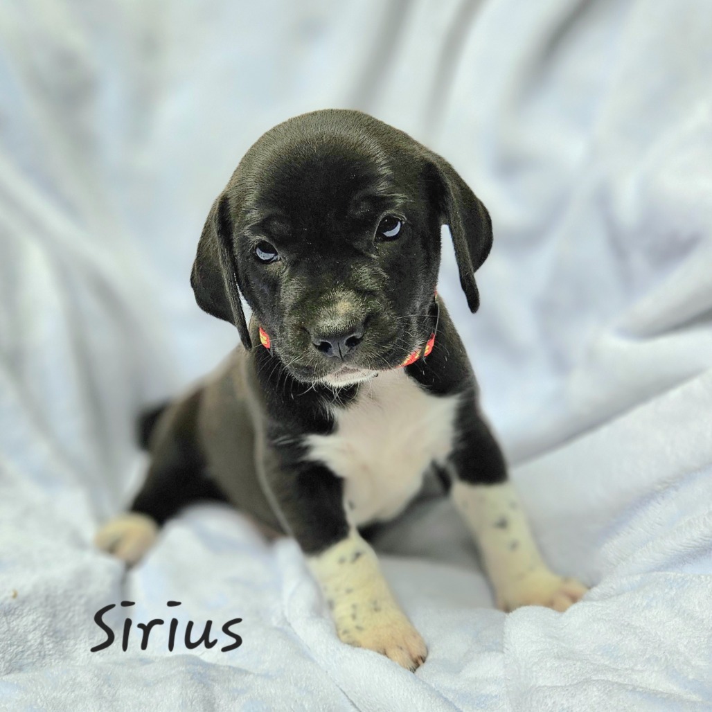 Sirius