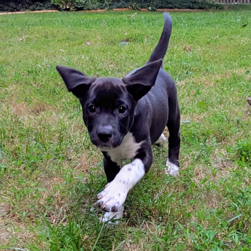 Sirius