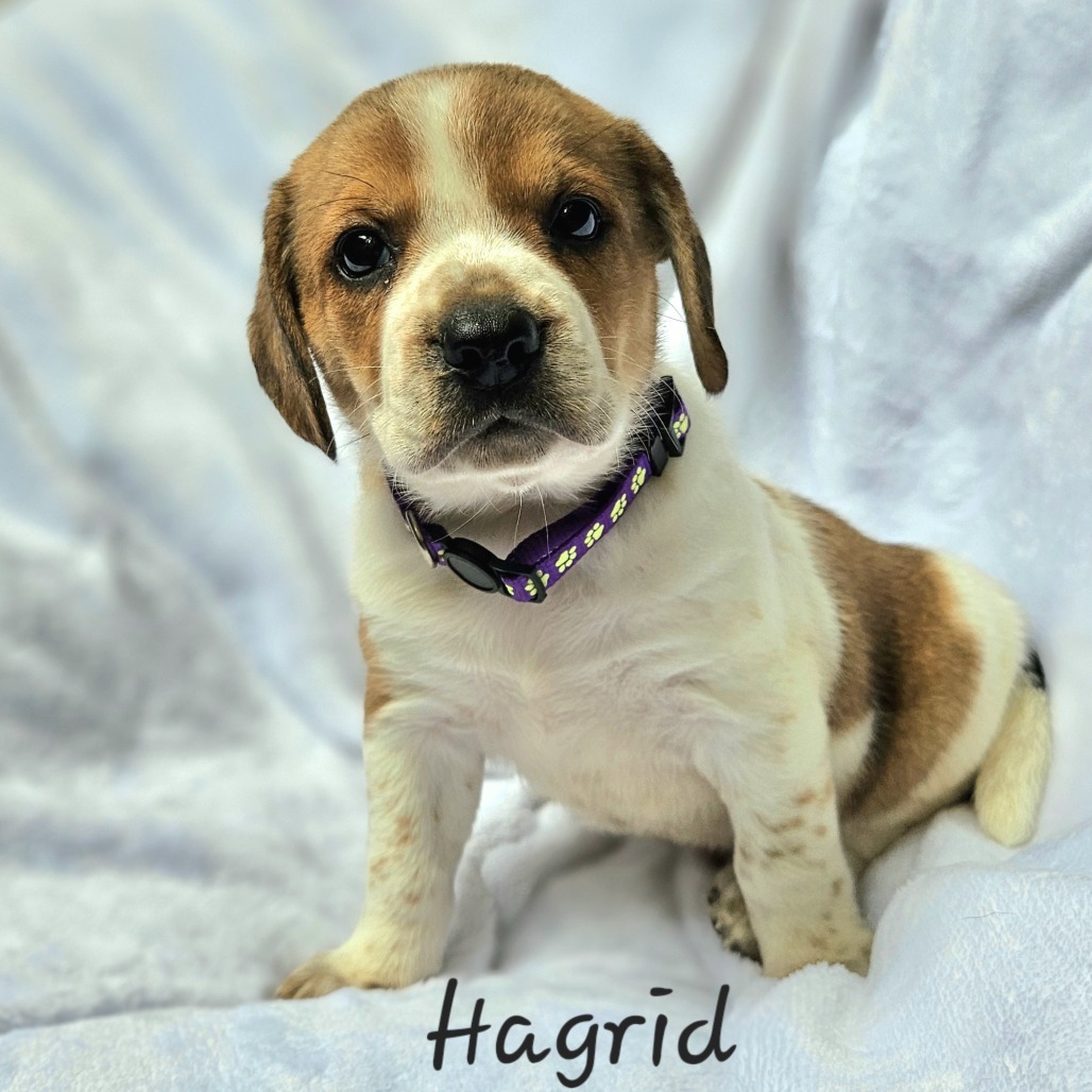 Hagrid
