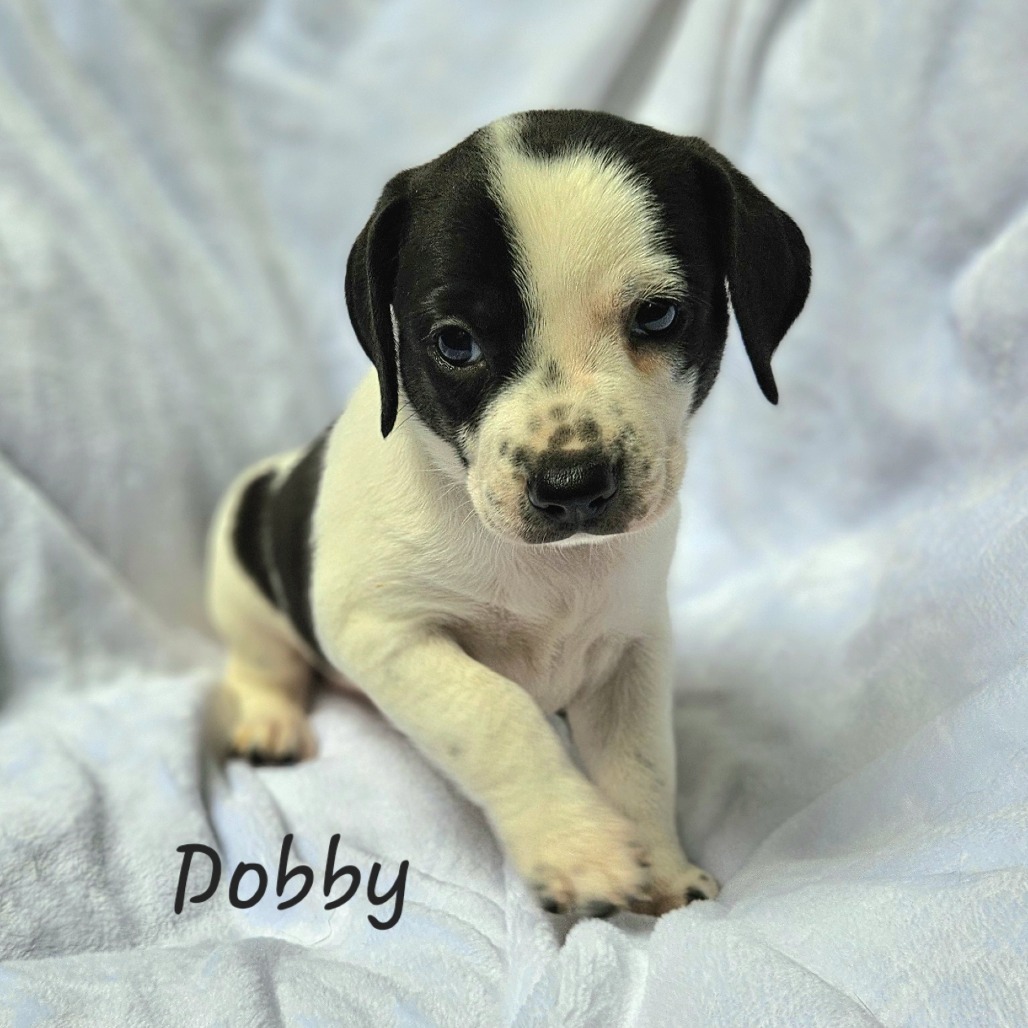 Dobby