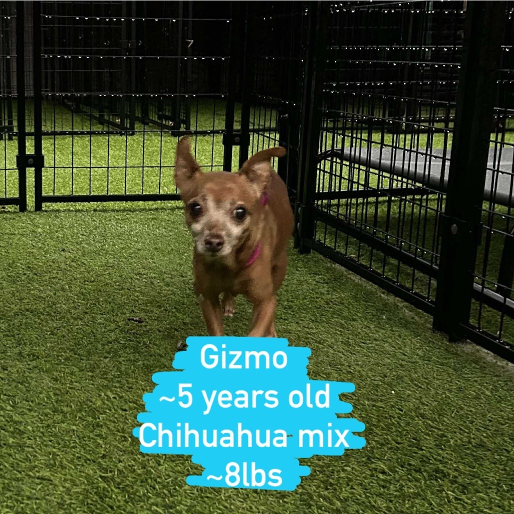 Gizmo