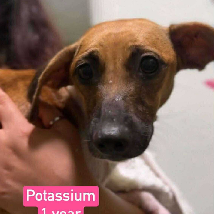 Potassium