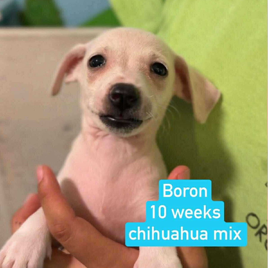 Boron