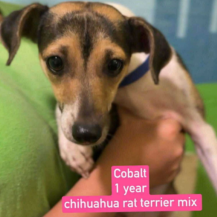 Cobalt