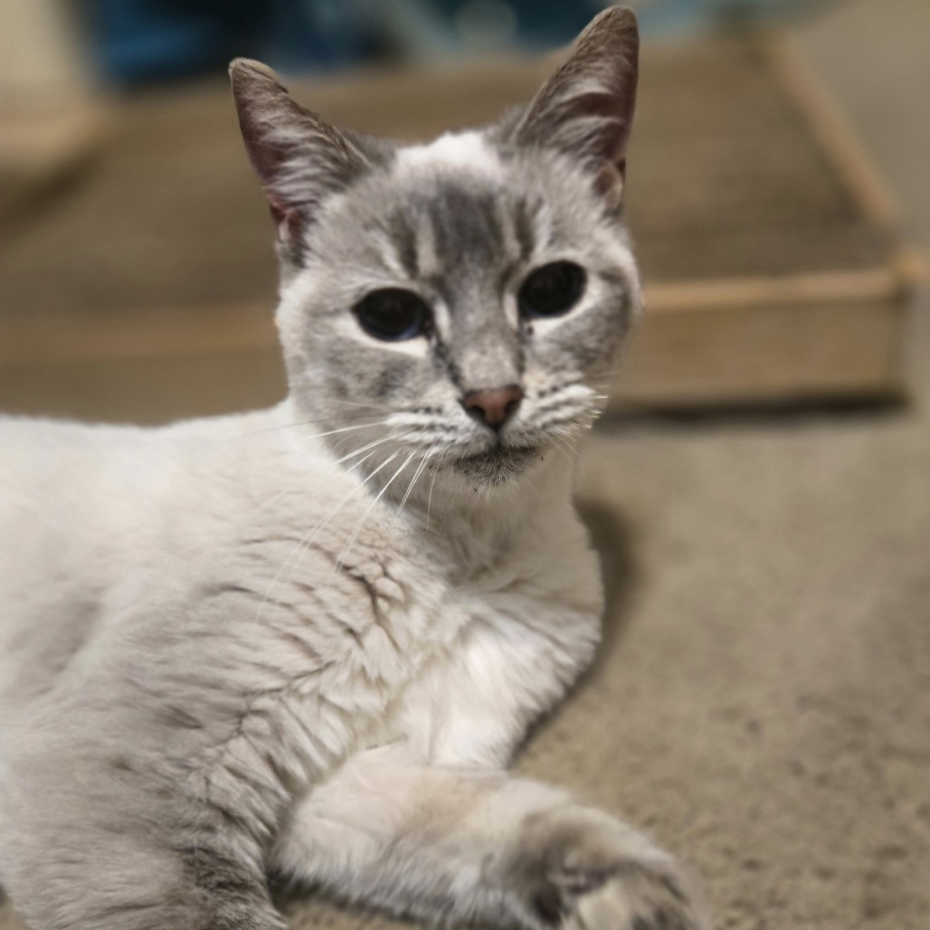 Malley, an adoptable Himalayan, Norwegian Forest Cat in Southington, OH, 44470 | Photo Image 1