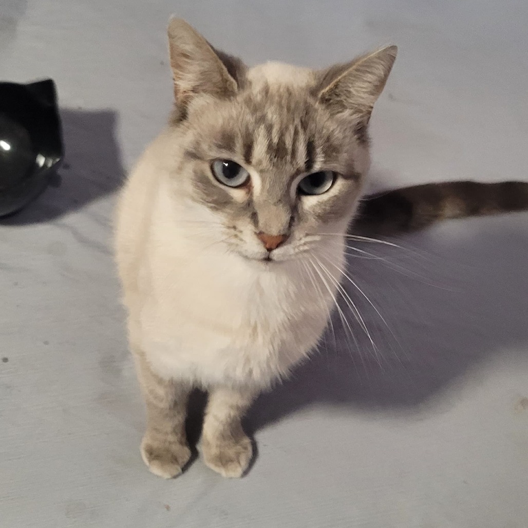 Malley, an adoptable Himalayan, Norwegian Forest Cat in Southington, OH, 44470 | Photo Image 1