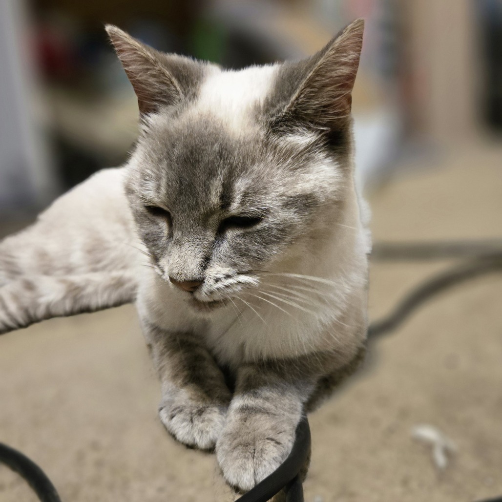 Malley, an adoptable Himalayan, Norwegian Forest Cat in Southington, OH, 44470 | Photo Image 2