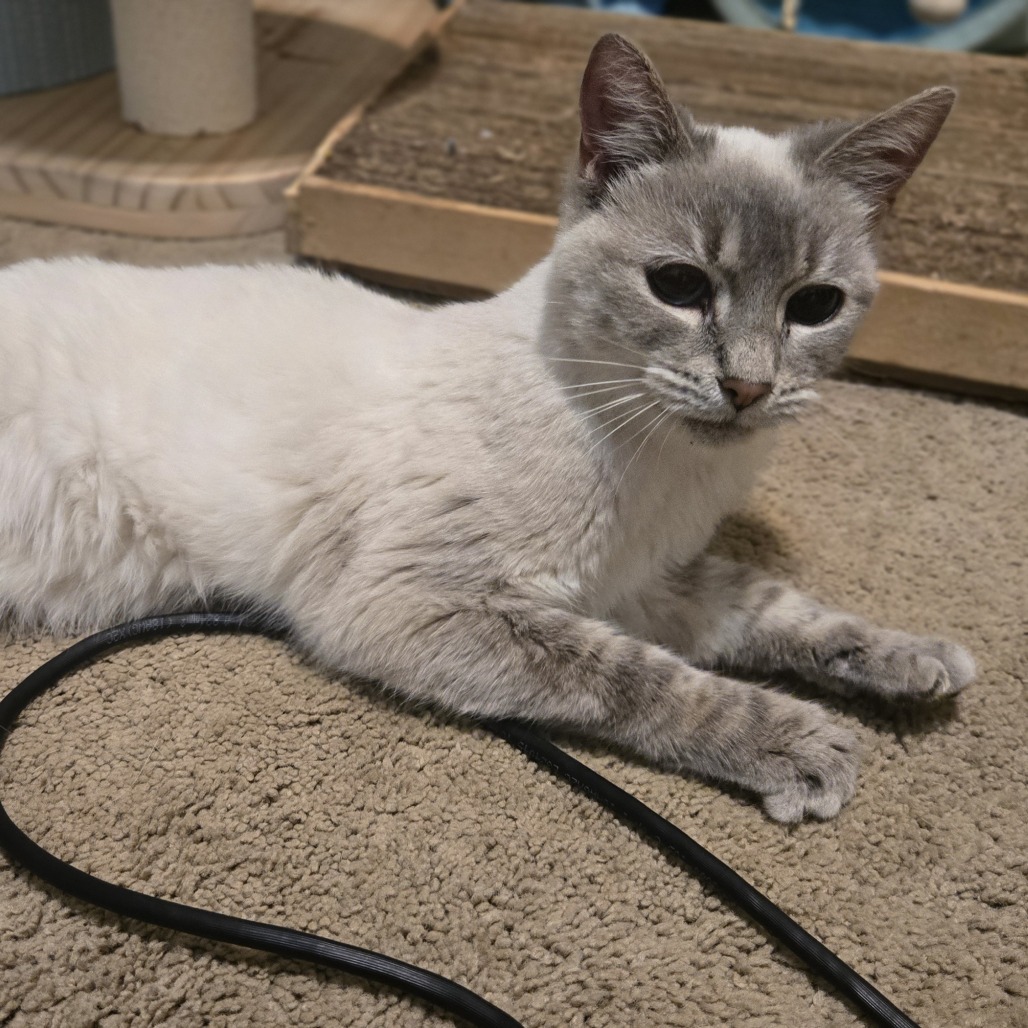 Malley, an adoptable Himalayan, Norwegian Forest Cat in Southington, OH, 44470 | Photo Image 3