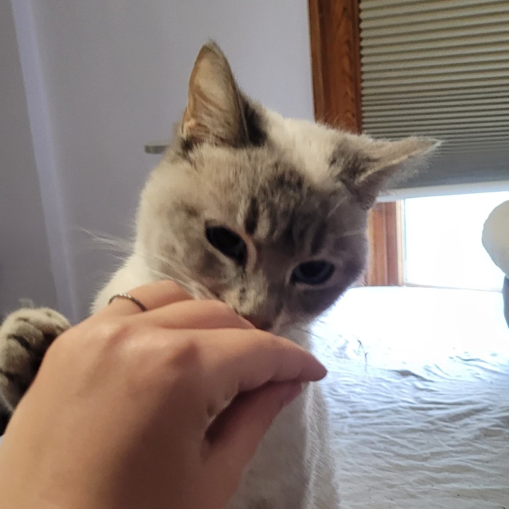 Malley, an adoptable Himalayan, Norwegian Forest Cat in Southington, OH, 44470 | Photo Image 6