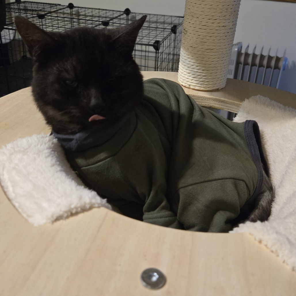 Ash, an adoptable Himalayan, Norwegian Forest Cat in Southington, OH, 44470 | Photo Image 1