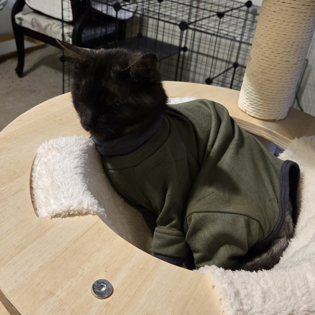 Ash, an adoptable Himalayan, Norwegian Forest Cat in Southington, OH, 44470 | Photo Image 2