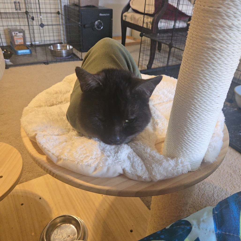 Ash, an adoptable Himalayan, Norwegian Forest Cat in Southington, OH, 44470 | Photo Image 3