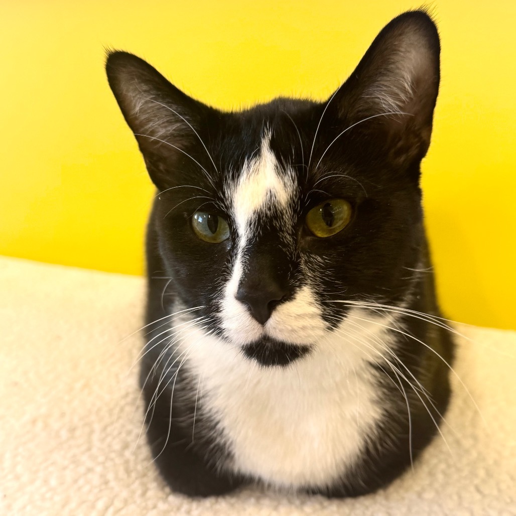 Dr. Domino