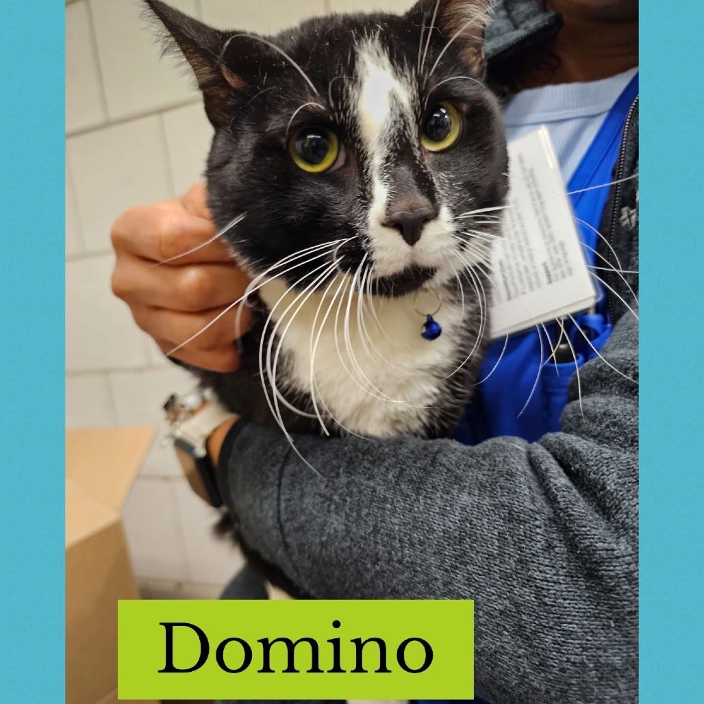 Dr. Domino