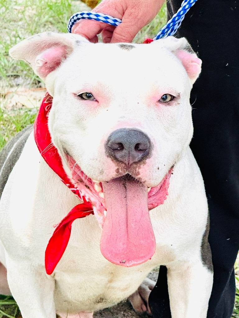 Brutus