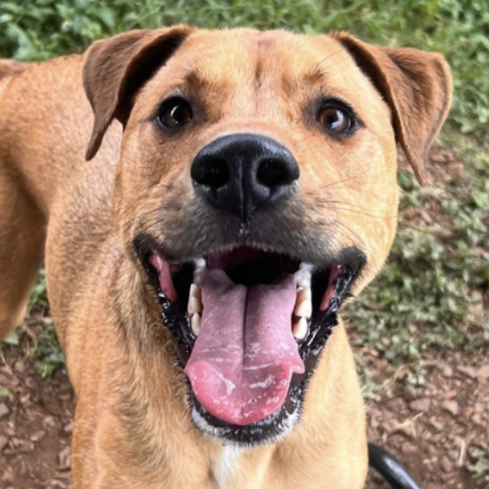 Sleepy, an adoptable Mixed Breed in Wahiawa, HI, 96786 | Photo Image 1