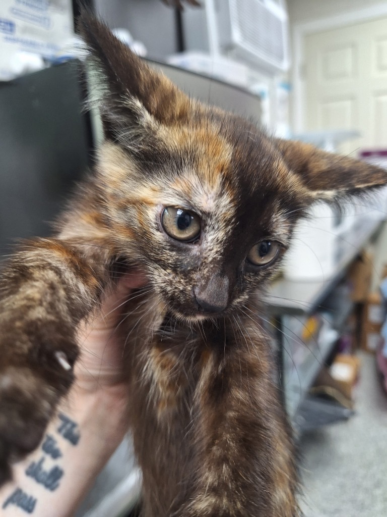 Juno